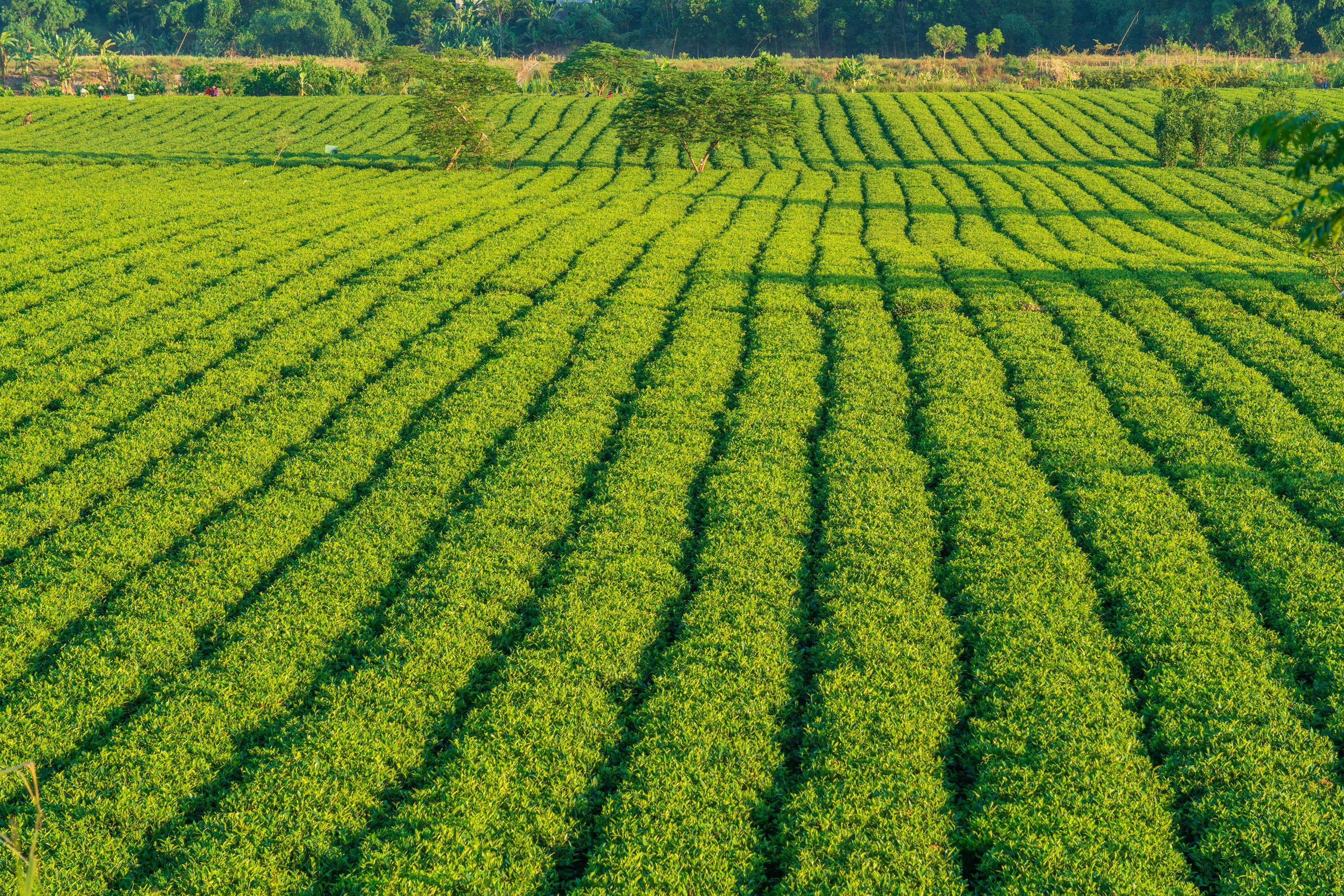 Tea Plantation in Vietnam